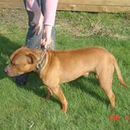 Staffordshire bull terrier vicktor