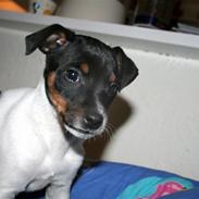 Dansk svensk gaardhund Noah