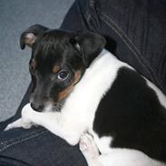 Dansk svensk gaardhund Noah