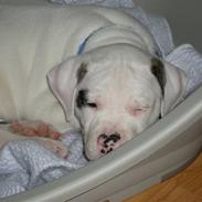 Amerikansk bulldog Arvid R.I.P.