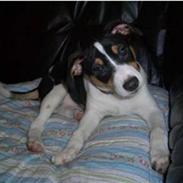 Dansk svensk gaardhund Joey