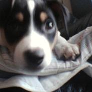 Dansk svensk gaardhund Joey