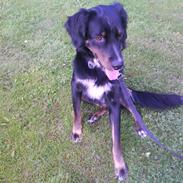 Blanding af racer Felix