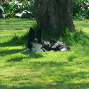 Blanding af racer Buster