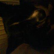 Blanding af racer Buster