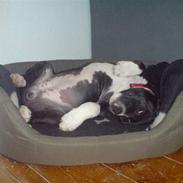 Staffordshire bull terrier Boxy