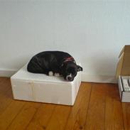 Staffordshire bull terrier Boxy