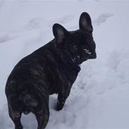 Fransk bulldog Edgar