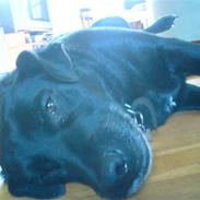 Labrador retriever Mille <3