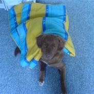 Nova scotia duck tolling retriever sofus