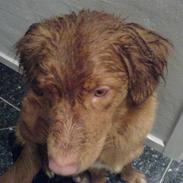 Nova scotia duck tolling retriever sofus