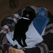 Mops Sokrates