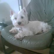 West highland white terrier Emma
