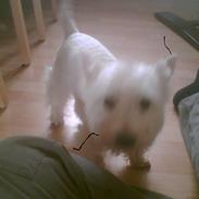 West highland white terrier Emma