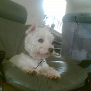 West highland white terrier Emma