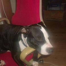 Amerikansk staffordshire terrier EFTER LYSNING: Flayer