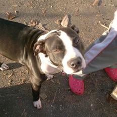 Amerikansk staffordshire terrier EFTER LYSNING: Flayer