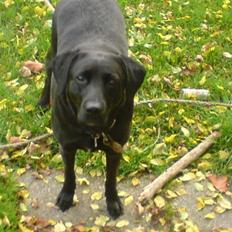 Blanding af racer (Formel1) Sussie