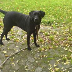 Blanding af racer (Formel1) Sussie