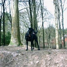 Blanding af racer (Formel1) Sussie