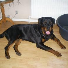 Rottweiler Plet