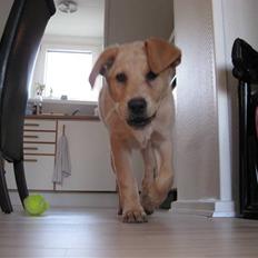 Blanding af racer Labrador/Schæfer - Balto