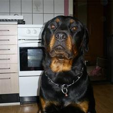 Rottweiler Plet