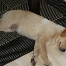 Blanding af racer Labrador/Schæfer - Balto