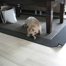 Blanding af racer Labrador/Schæfer - Balto