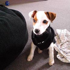 Jack russell terrier Futte