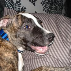 Amerikansk staffordshire terrier Luna