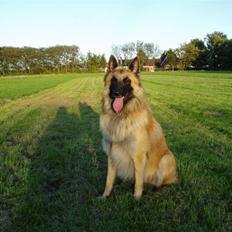 Tervueren El Rico Marajuyo     