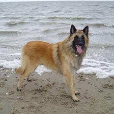 Tervueren El Rico Marajuyo     