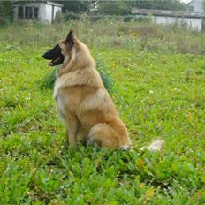 Tervueren El Rico Marajuyo     