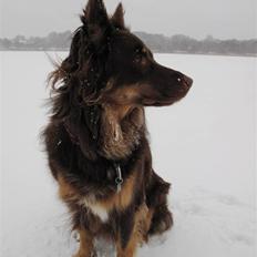 Blanding af racer Laika