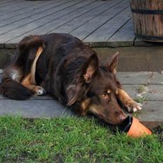 Blanding af racer Laika