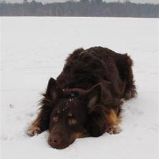 Blanding af racer Laika