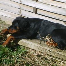 Rottweiler Coco