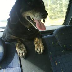 Blanding af racer Rollo