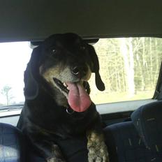 Blanding af racer Rollo