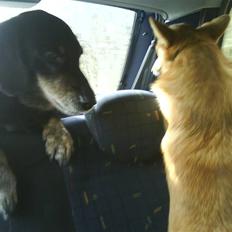 Blanding af racer Rollo