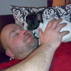 Fransk bulldog Simba