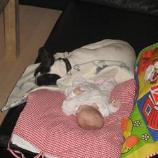 Fransk bulldog Simba