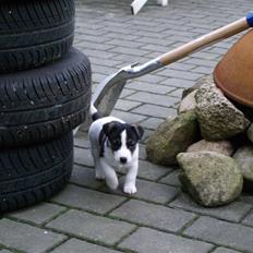 Jack russell terrier Aygo 