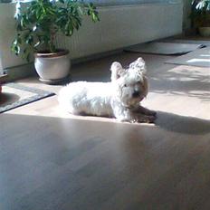 West highland white terrier Bella <33 