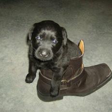 Labrador retriever Molly ^SOLGT^