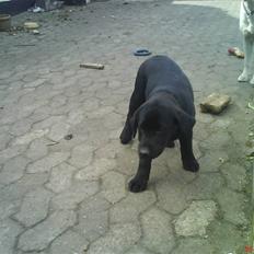 Labrador retriever Molly ^SOLGT^