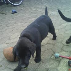 Labrador retriever Molly ^SOLGT^