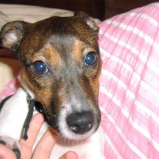 Jack russell terrier Gismo