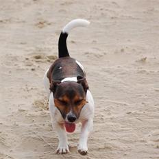 Jack russell terrier Gismo